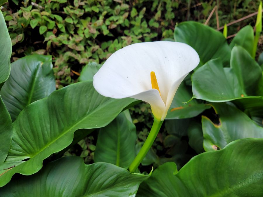 Weiße Calla