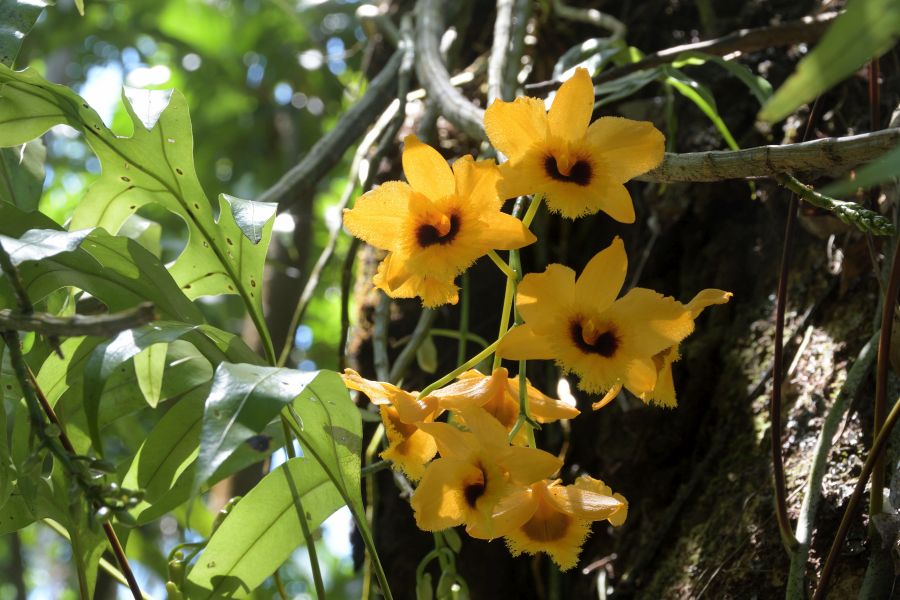 Orchidee im Garten der Düfte und Gewürze