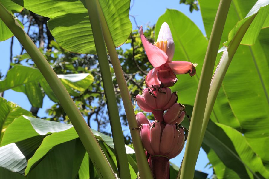 Rote Bananen im Jardin des Parfums et des Épices