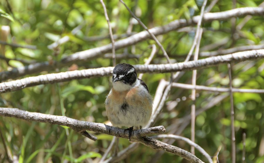 Réunion Schwarzkehlchen (Saxicola tectes)