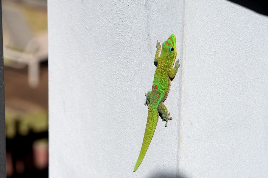 Goldstaub-Taggecko