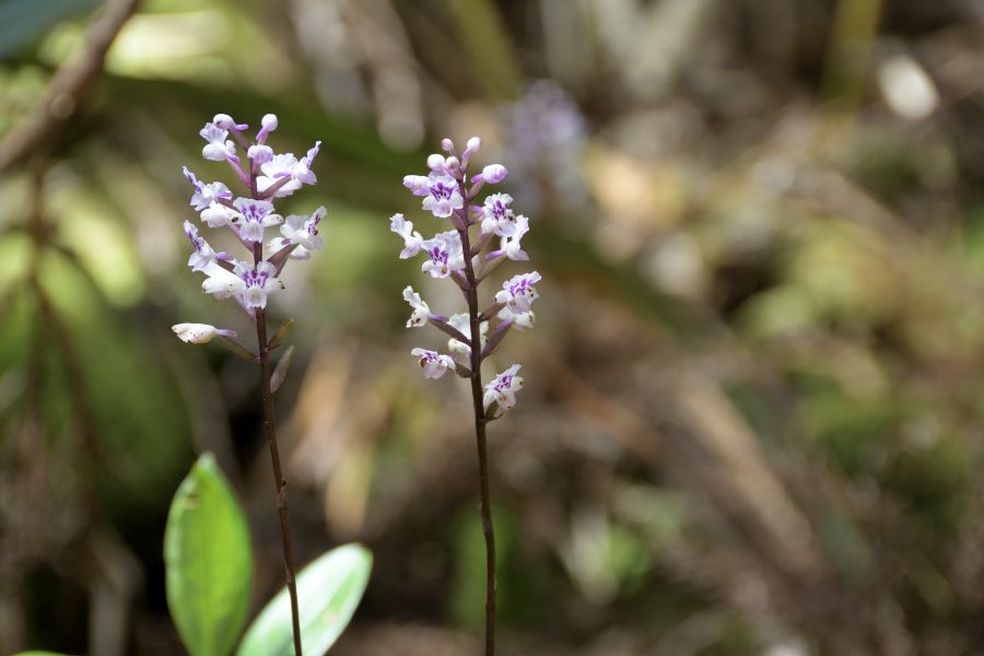 Auch Orchideen gibt es hier