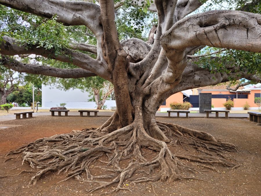 Schöner alter Baum in einem Park in Saint-Denis